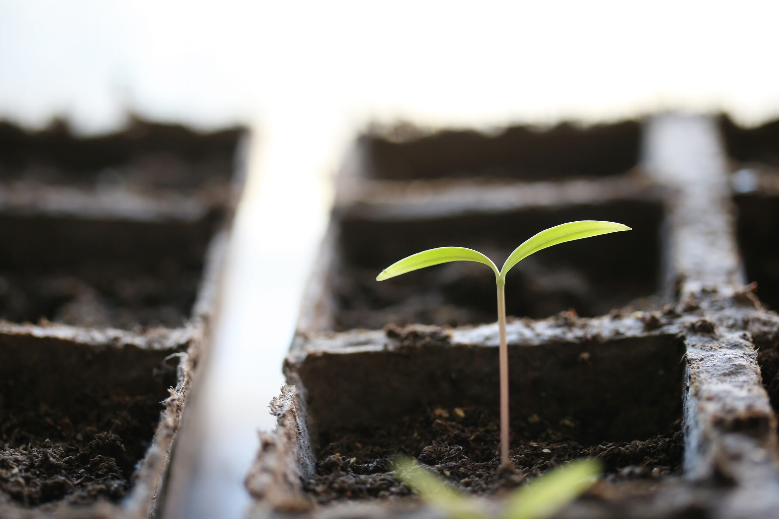 Young professionals are writing business plans but are struggling to get their dreams off the ground.