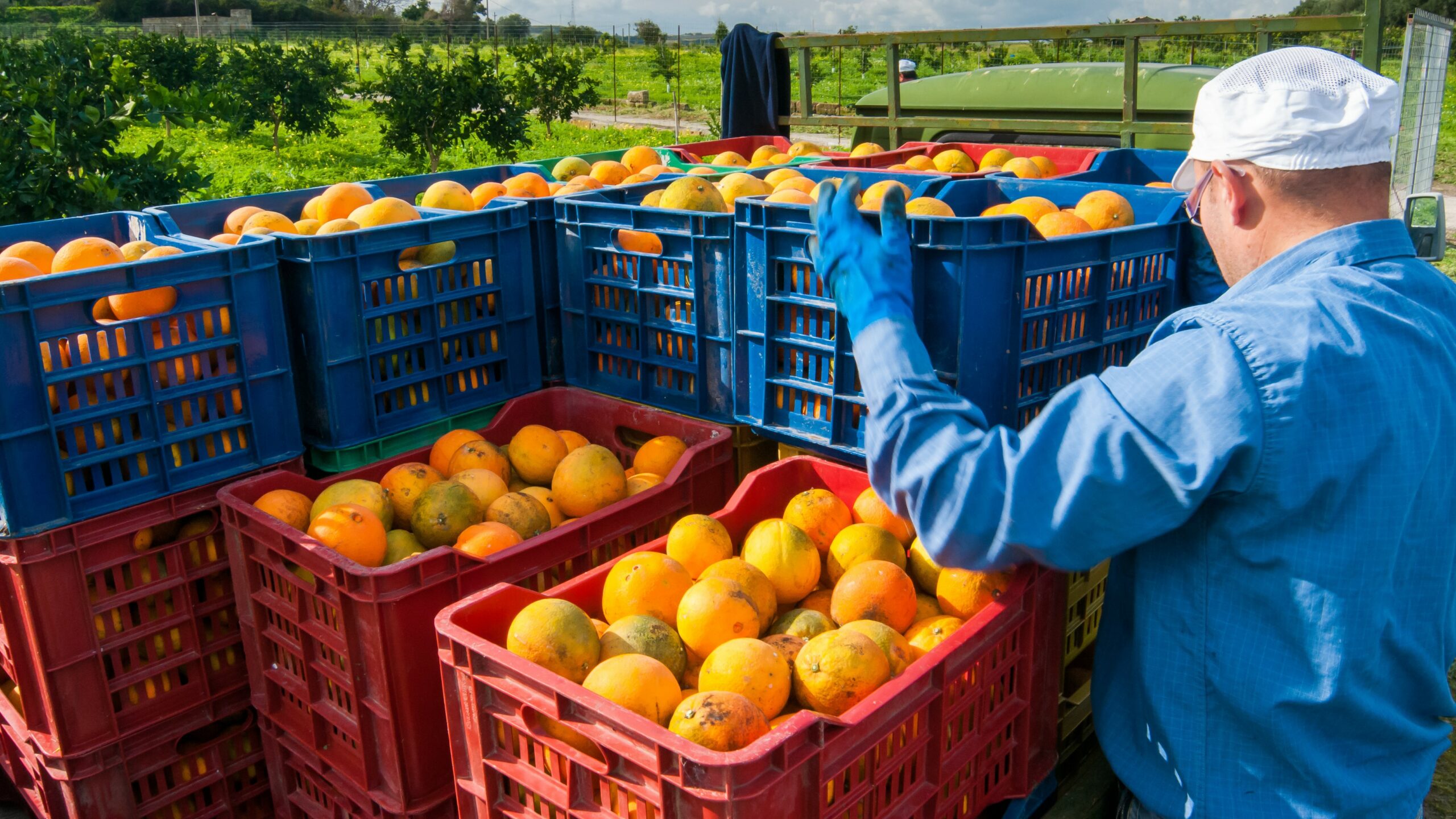 Orange farming in Sicily, Italy Fox Robotic concept