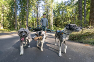 A dog walking business is a great way to get outdoors