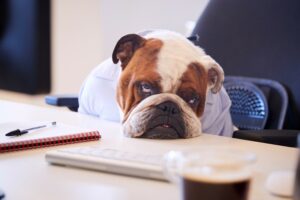 Business owners unhappy concept. British bulldog dressed as businessman looks sad with head on desk