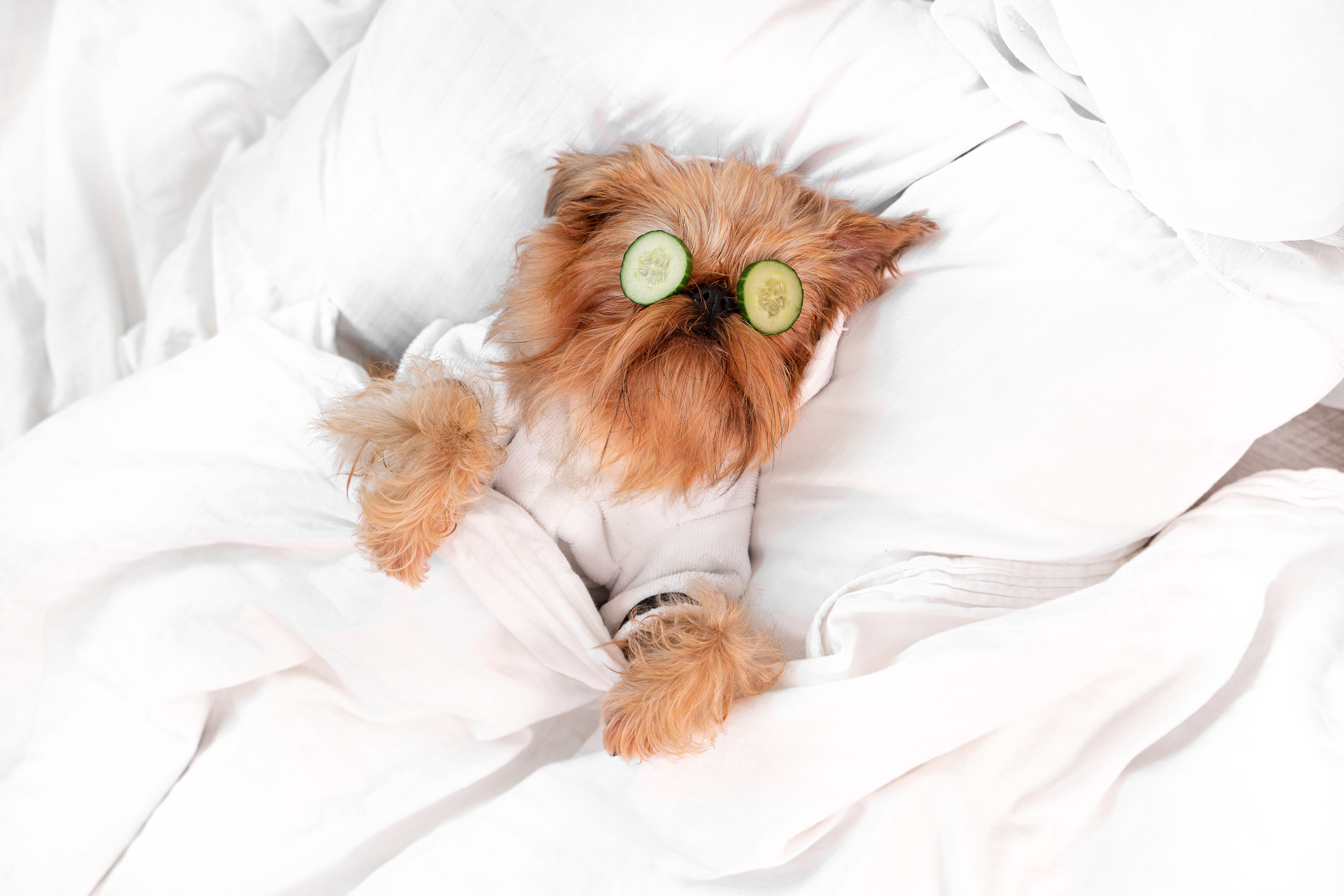 holistic pet care