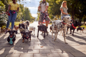 Dog walker group